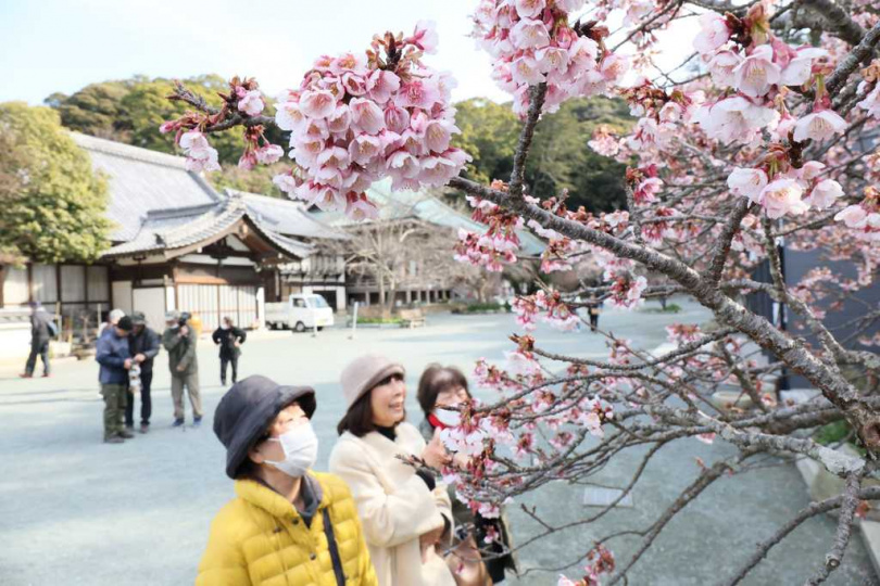 河津櫻與油菜花交織出黃粉相映景色,成為當地春季代表畫面。