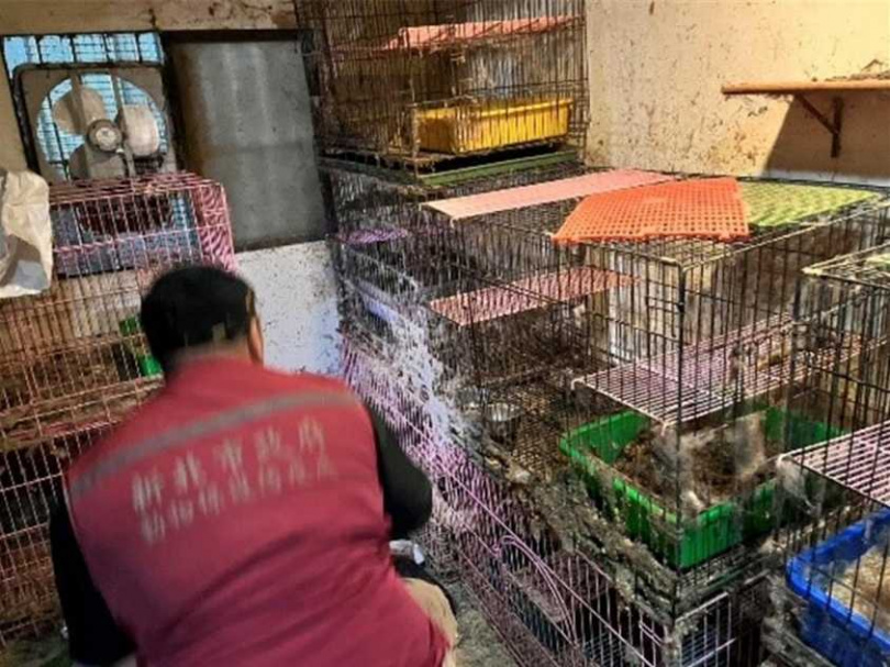 謝男私自繁殖多隻貓。（圖／新北市動保處提供）