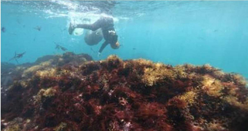 石花菜生長在礁岩表面,需經過人工潛水採集。(圖/新北市漁業處提供)