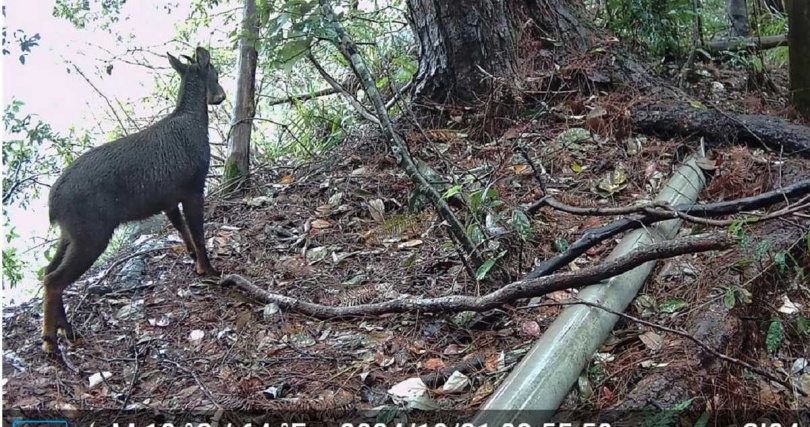 架設於斯可巴社區之紅外線自動相機紀錄到17種哺乳類動物。(林保署提供/李京昇台中傳真)