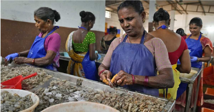 印度大型蝦類出口商股價飆升，市場看好大陸將轉向印度進口。