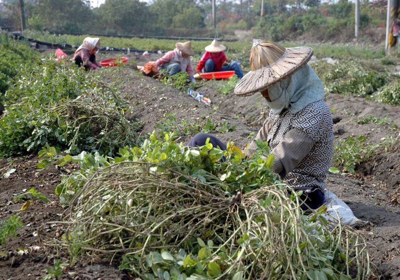 花生採收示意圖。（圖／報系資料照）