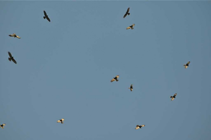 每年春分前後,大量灰面鵟鷹北返過境台灣,雖然不在恆春半島停留夜棲,但抬頭也可看見鷹群列隊北上趕路。(墾管處提供/羅琦文屏東傳真)