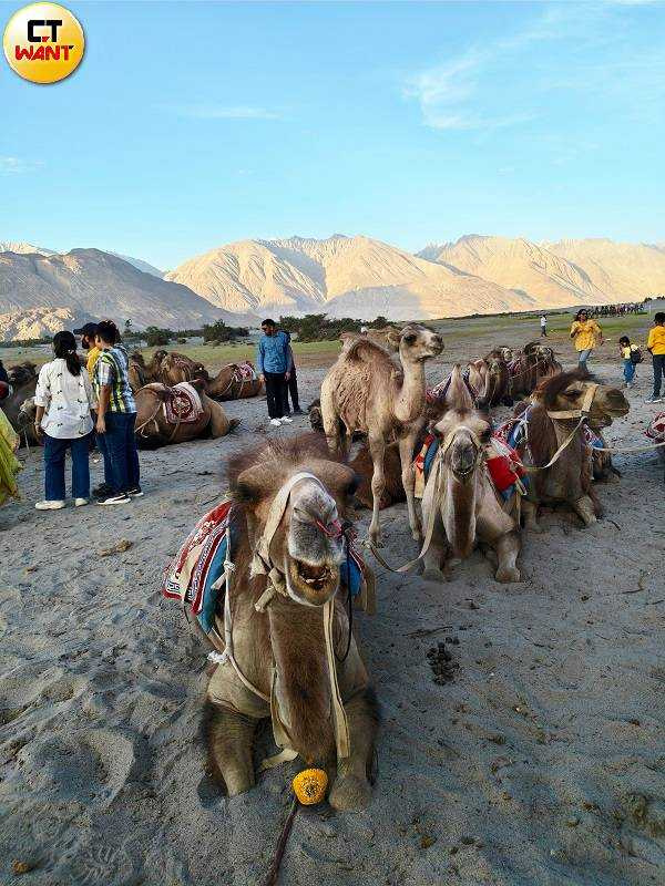 性格溫馴的駱駝已習慣旅人靠近拍照，甚至還會看著鏡頭。（圖／魏妤靜攝）