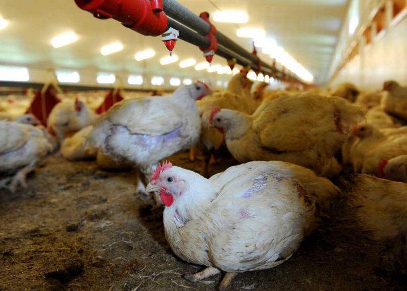 禽流感病毒可能透過家禽或野鳥傳播至人類。