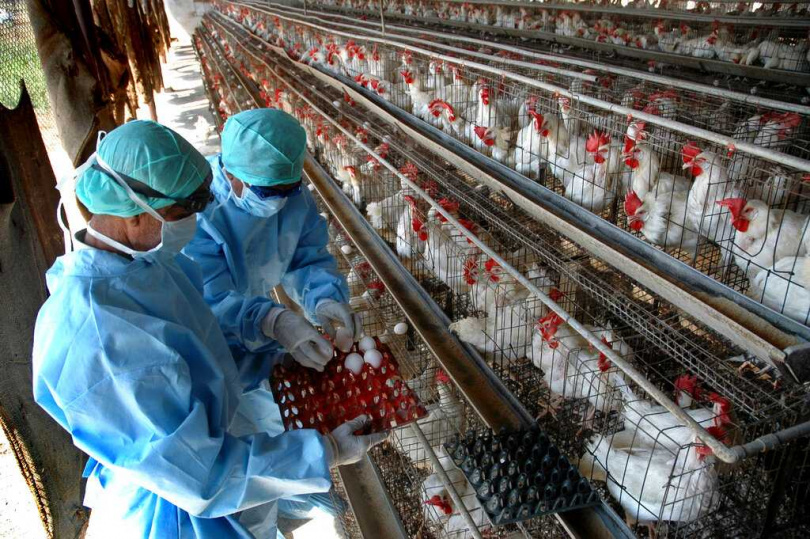 華盛頓州首見人類感染H5N5病毒，病毒源頭疑與禽鳥接觸有關。