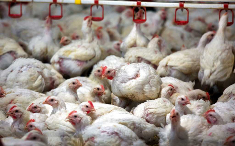 禽流感病毒可能透過家禽或野鳥傳播至人類。