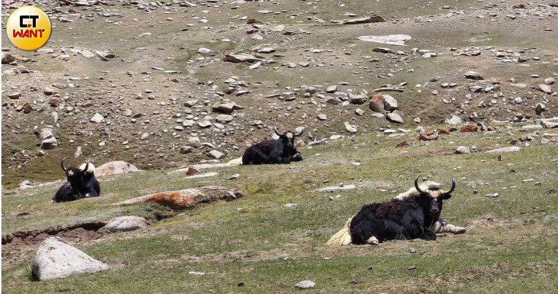 在拉達克旅遊途中時常能看見在高原上自在的氂牛群。（圖／魏妤靜攝）
