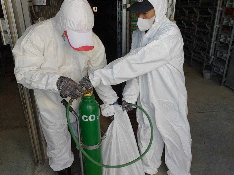 屏東縣鹽埔鄉一處鵪鶉場確診感染H5N1亞型高病原禽流感病毒,縣府16日執行撲殺作業,當場撲殺11萬8986隻鵪鶉。(圖/屏縣府提供)