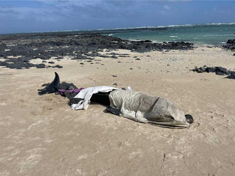 29日上午被發現死亡後擱淺在吉貝北側沙灘的稀有偽虎鯨,由岸巡人員協助以毛巾和帆布等掩蓋暫置,待中華鯨豚協會下午前往解剖採樣。(圖/澎縣府農漁局提供)