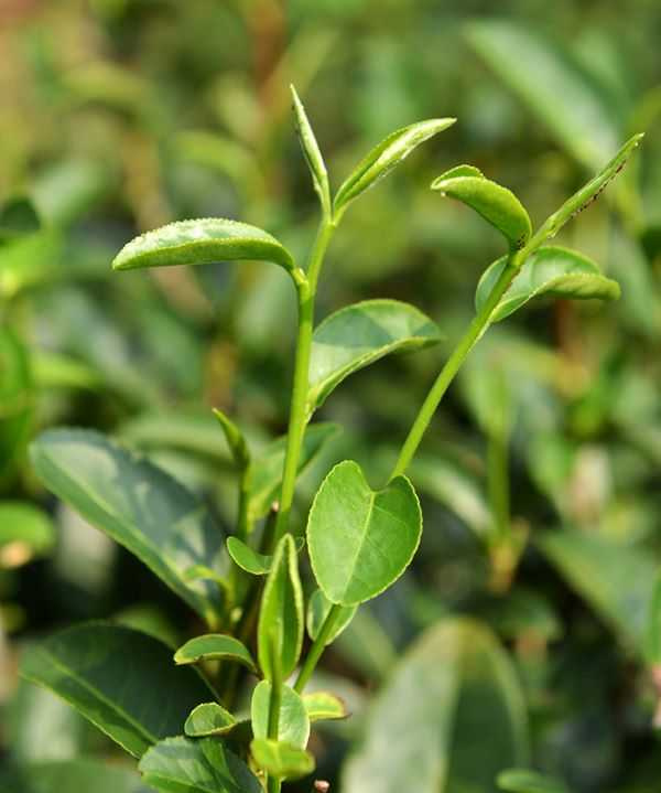 青心柑仔是三峽特有的長青茶樹。(圖/吳德亮攝)
