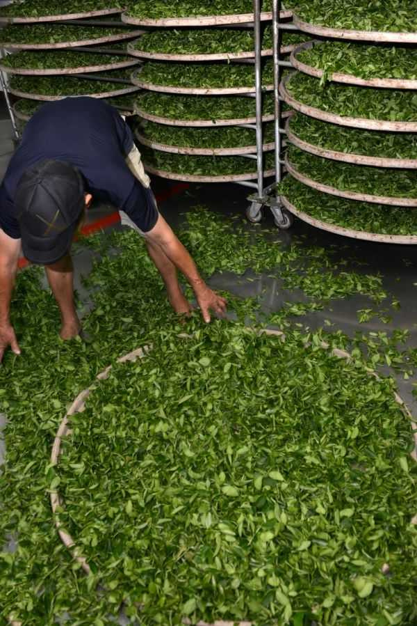 不同於烏龍茶的日光萎凋,室內萎凋是產製綠茶的第一步。(圖/吳德亮攝)