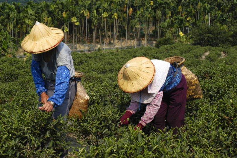 三峽茶區由於年輕就業人口大量外流,目前採茶工人僅剩老一輩為主。(圖/吳德亮攝)