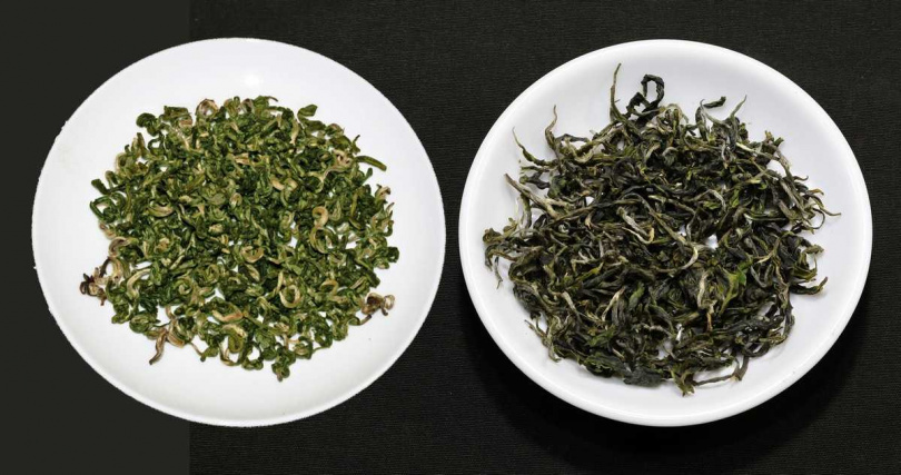 太湖洞庭碧螺春(右)與台灣三峽碧螺春(左)外觀上明顯不同。(圖/吳德亮攝)