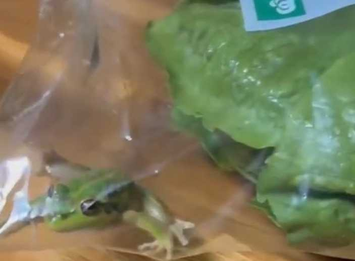 生菜包內驚見活青蛙的影片曝光後,迅速在網路上爆紅。