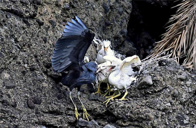 1黑1白的岩鷺親鳥，每日輪流哺育3隻白色型幼鳥。（圖／蕭嘉蕙攝）
