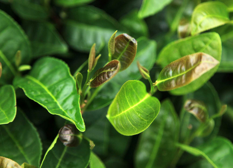 由於海拔高，阿里山隙頂的佛手茶枝芽軟而葉片特別肥厚。（圖／吳德亮攝影）