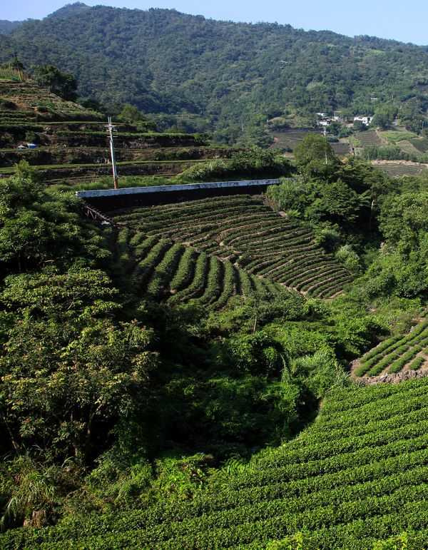 從福建永春來台的佛手茶最早種植在新北市坪林區。（圖／吳德亮攝影）