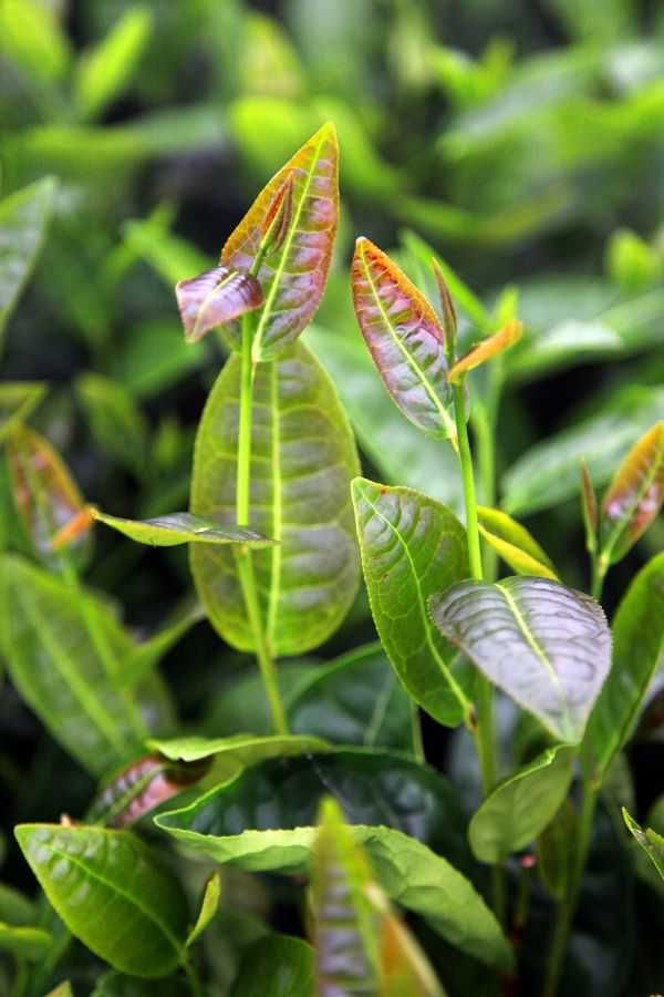 佛手茶品種以紅芽佛手爲佳。（圖／吳德亮攝影）