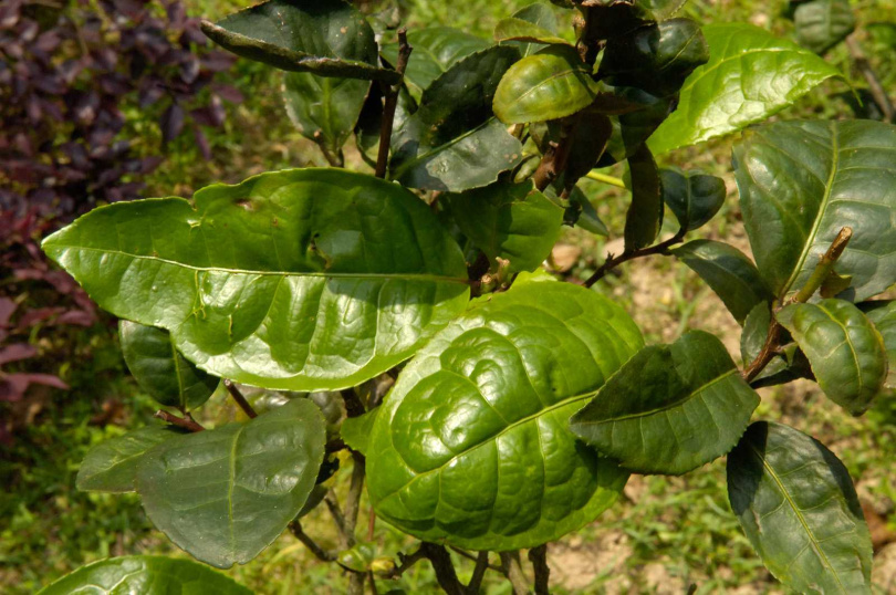 大葉種的佛手茶因葉片碩大有如佛手而得名。（圖／吳德亮攝影）