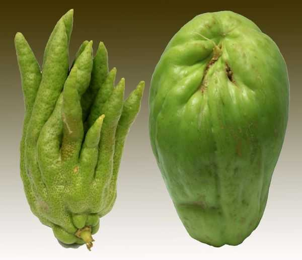 佛手柑（左）是清香名貴的水果，與葫蘆科的佛手瓜（右）外觀有些神似。（圖／吳德亮攝影）