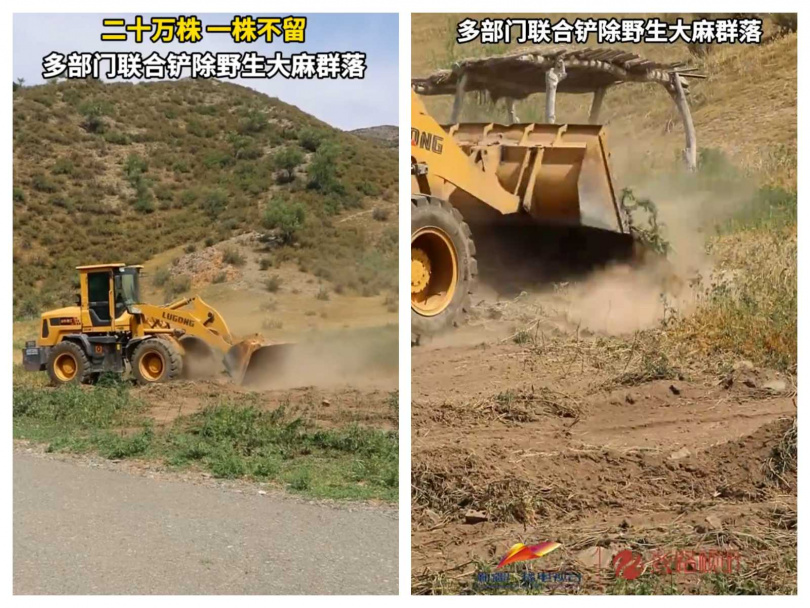 執法人員採取機械搭配人工方式,全面剷除野生大麻植株,避免毒品原植物再次生長。