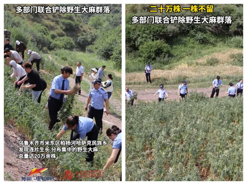 警方在烏魯木齊市米東區山坡發現大片野生大麻群落,數量超過20萬株。