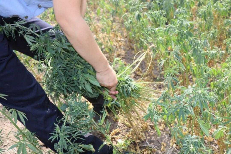警方針對山林、荒地及坡地等隱蔽區域展開拉網式巡查,查獲大規模野生大麻。