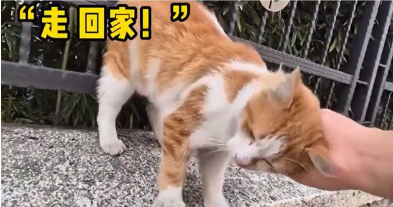 前任在兩人分手後不願繼續飼養貓咪,將牠留在公園生活,沒想到事隔許久竟被原PO意外遇見。