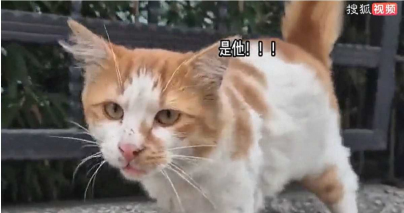 原本有人照顧的小貓遭棄養後在外流浪,不僅明顯消瘦,毛髮也變得髒亂,模樣讓原PO相當心疼。