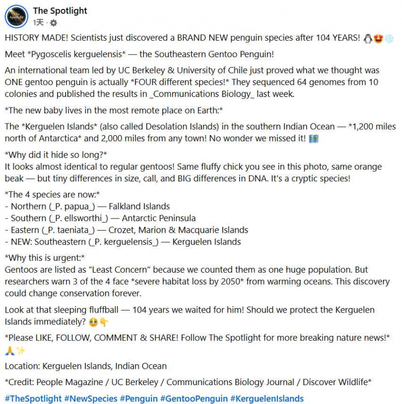 巴布亞企鵝長年被歸為同一物種,最新研究透過基因分析,重新改寫牠們的「身世」。(圖/翻攝自臉書,The Spotlight)