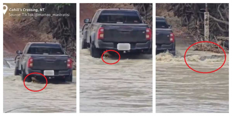鱷魚遭車輛壓過後仍奮力逃脫，畫面中可見牠從車底探出頭、迅速游走。