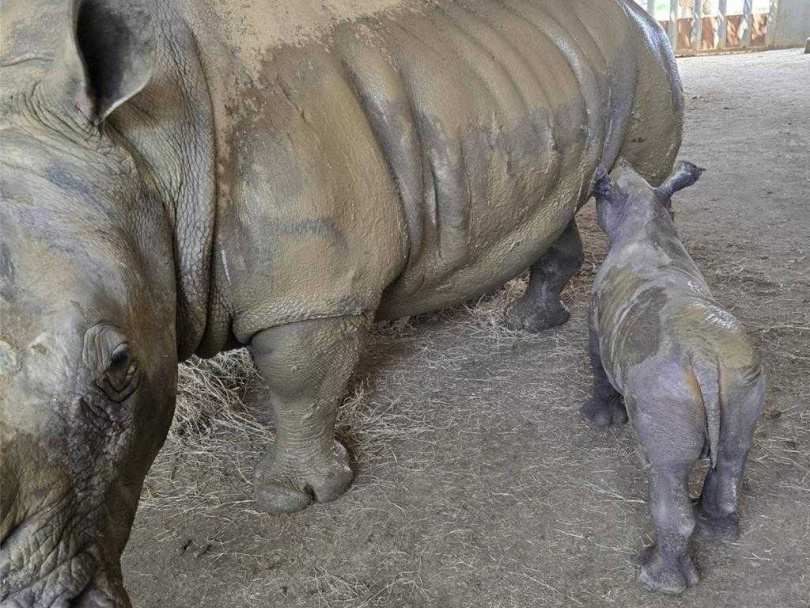 六福村是全台最大白犀牛繁育基地,八月再添小犀牛「花枝丸」。(圖/六福旅遊集團提供)