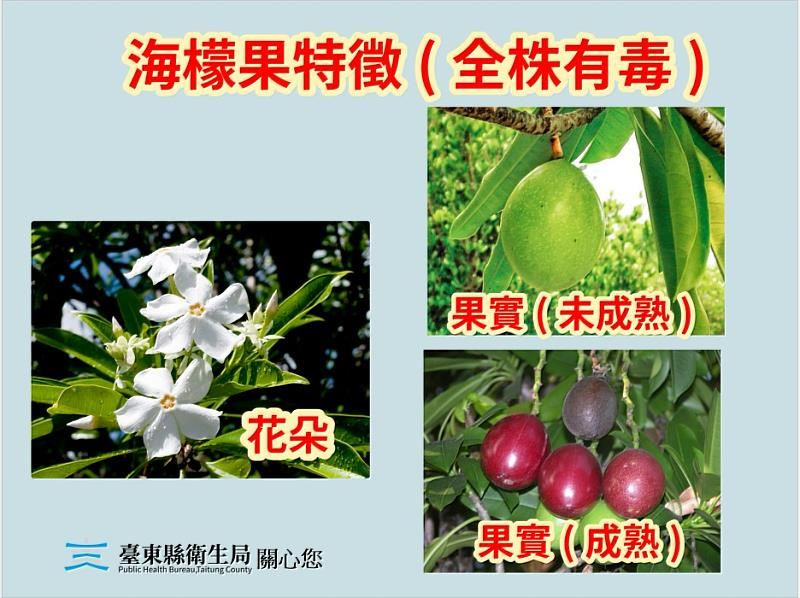 海檬果含劇毒。（圖／台東縣衛生局）