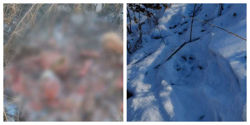 村民循著雪地上巨大腳印尋找失蹤愛犬，最終僅發現殘骸與骨頭，現場怵目驚心。（圖／翻攝自瀟湘晨報）