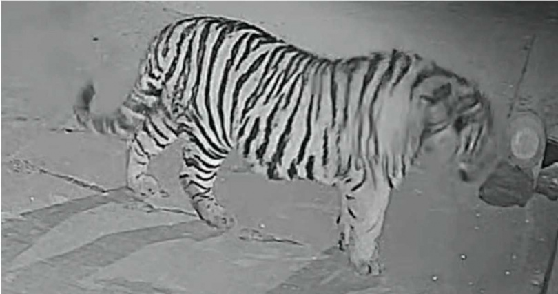 吉林琿春市一隻野生老虎深夜闖入村莊，監視器拍下其在民宅附近徘徊的畫面，村民人心惶惶。（圖／翻攝自瀟湘晨報）