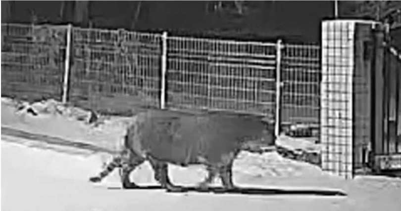 老虎叼走村民飼養的狗後，只剩啃咬痕跡明顯的骨架殘留，村民悲痛不已。（圖／翻攝自瀟湘晨報）