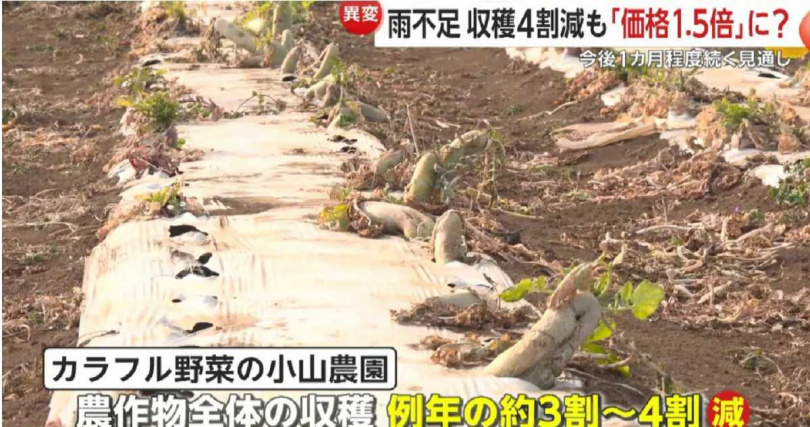 關東地區乾旱導致作物生長受阻，白蘿蔔大小僅為往年一半。