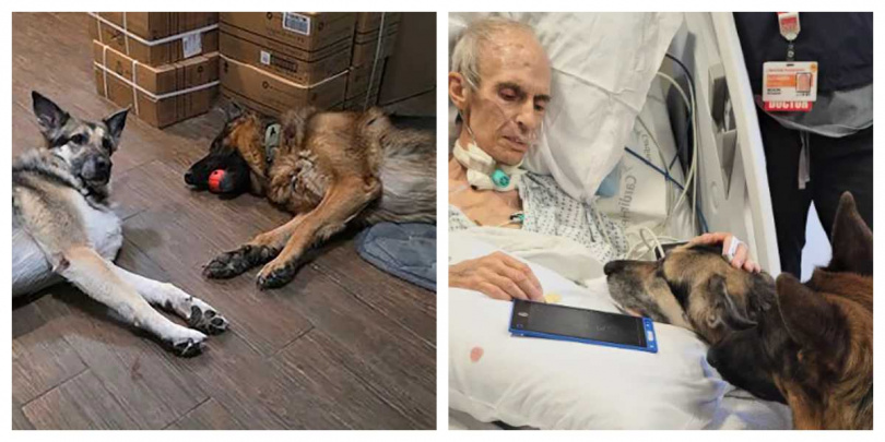 兩隻德國牧羊犬被帶到醫院病房，陪伴主人史賓塞度過最後時刻。（圖／翻攝自臉書，NYC Second Chance Rescue）