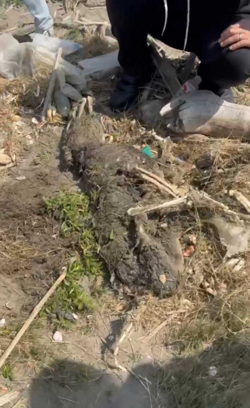 健康在彰化伸港魚塭一處隱匿草叢被尋獲。（圖／翻攝畫面）