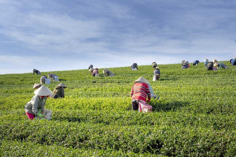 台灣本土茶葉中的有一種結構物質可抑制病毒增生,此研究成果能開啟更深入醫學研究,對疫情有幫助。(圖/Pixabay)