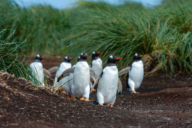 南大西洋福克蘭群島是本輪川普關稅政策中少數獲得減免的地區之一，當地出口以冷凍魚類為主，島上企鵝數量遠超人口