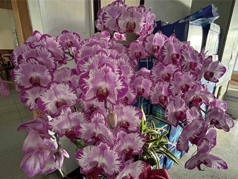 對於美國課徵20％關稅，屏縣府表示，屏東縣以中小型企業及蝴蝶蘭外銷影響最大。（圖／本報資料照）