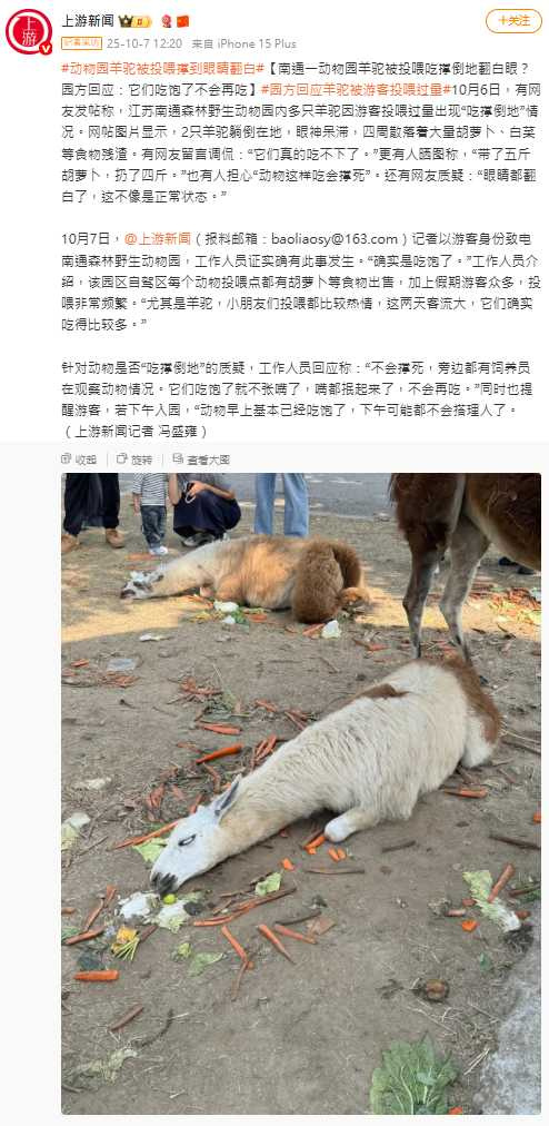 園方強調羊駝非中毒或生病，僅因過度飽食加上天熱而顯疲態。（圖／翻攝自微博，上游新聞  ）