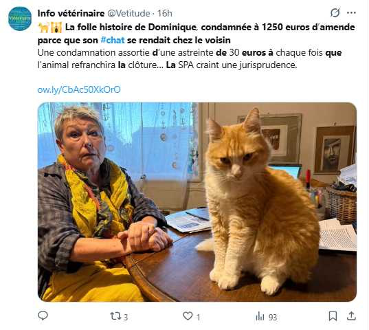 雷米如今被禁止外出，飼主坦言貓咪變得暴躁、活動受限。（圖／翻攝自X，@Vetitude）