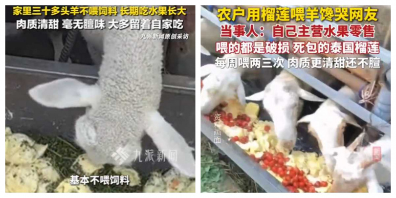 成箱榴槤直接倒入羊圈，羊群爭相搶食引發關注。