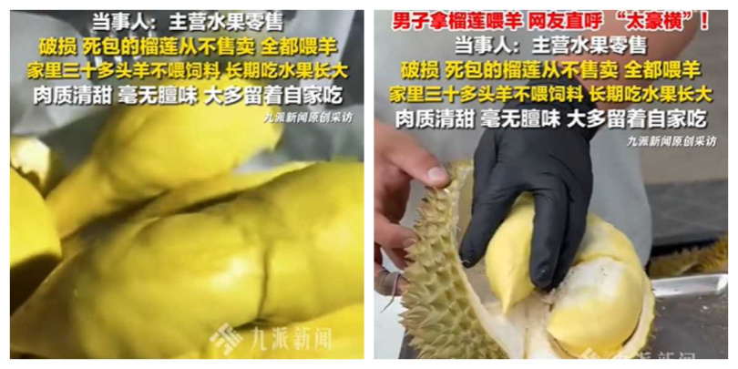 果農表示，餵羊使用的都是破口、夾生或死包榴槤，不會流入市場販售。