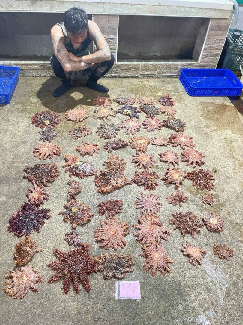 寶雅國際有限公司與澎湖縣水域遊憩活動同業公會合作，以1隻棘冠海星300元懸賞，第1天就收購了180隻。（澎湖縣水域遊憩活動同業公會提供）