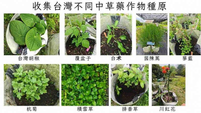 嘉大團隊已成功蒐集台灣胡椒、覆盆子、白术、茵陳蒿與蓼藍等特色藥用植物,建立完善的種原庫。(圖/嘉大提供/中國時報記者呂妍庭嘉義傳真)