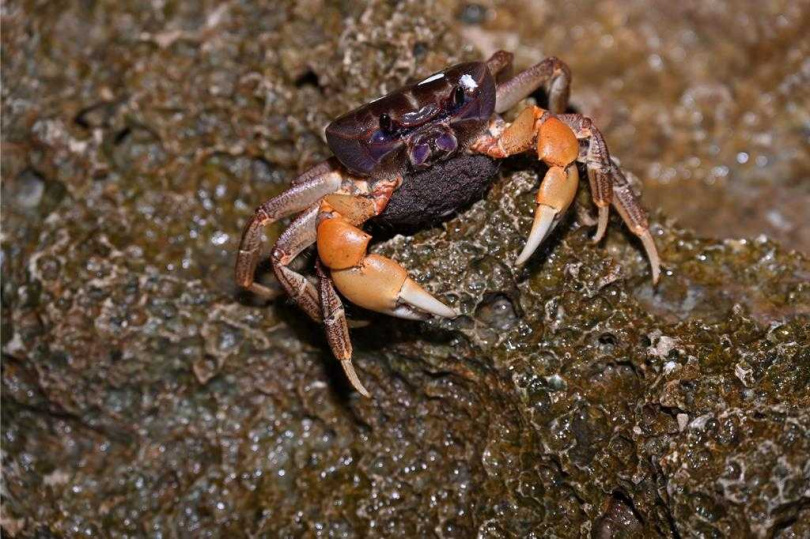 農曆6至10月墾丁陸蟹繁殖高峰期,抱卵母蟹穿越馬路到海邊降海釋幼。(圖/墾管處提供)